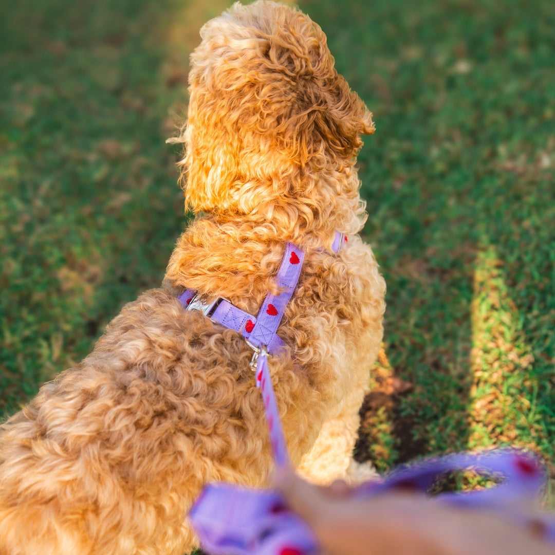 Hearts - Viola - Pettorina per Cani