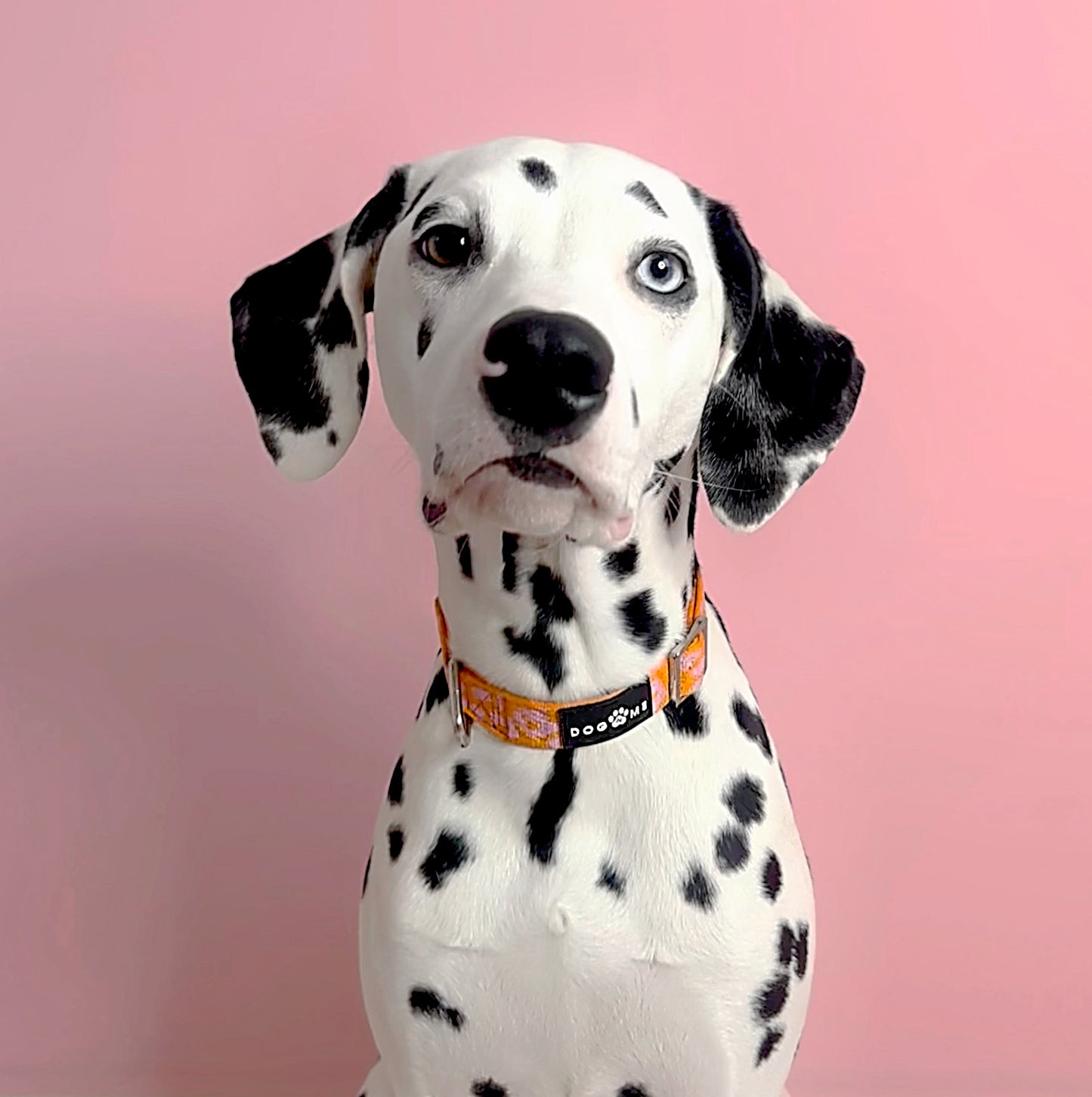 Panthère - Orange/Rose - Collier pour chien