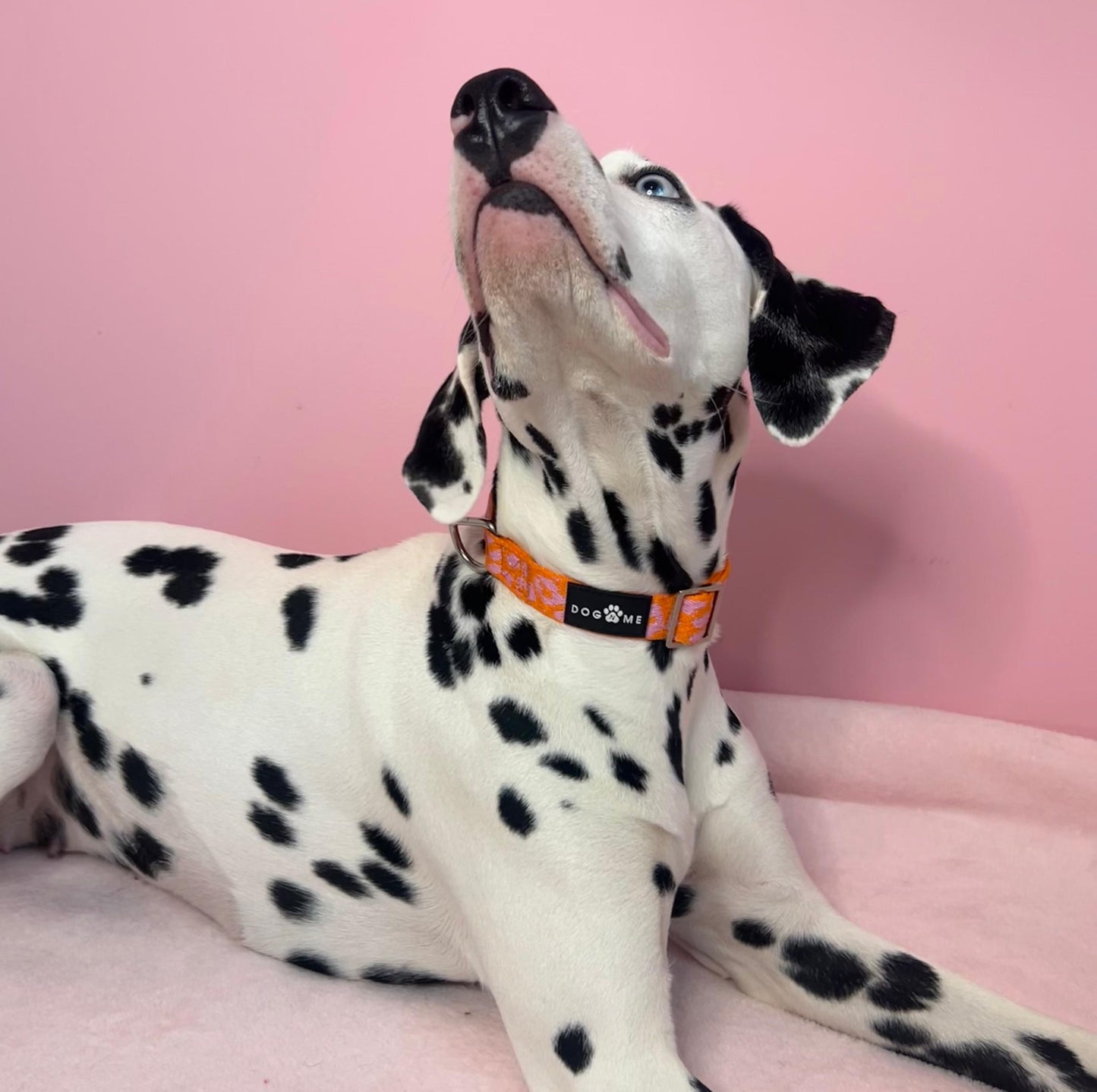 Pantera - Arancione/Rosa - Collare per Cani