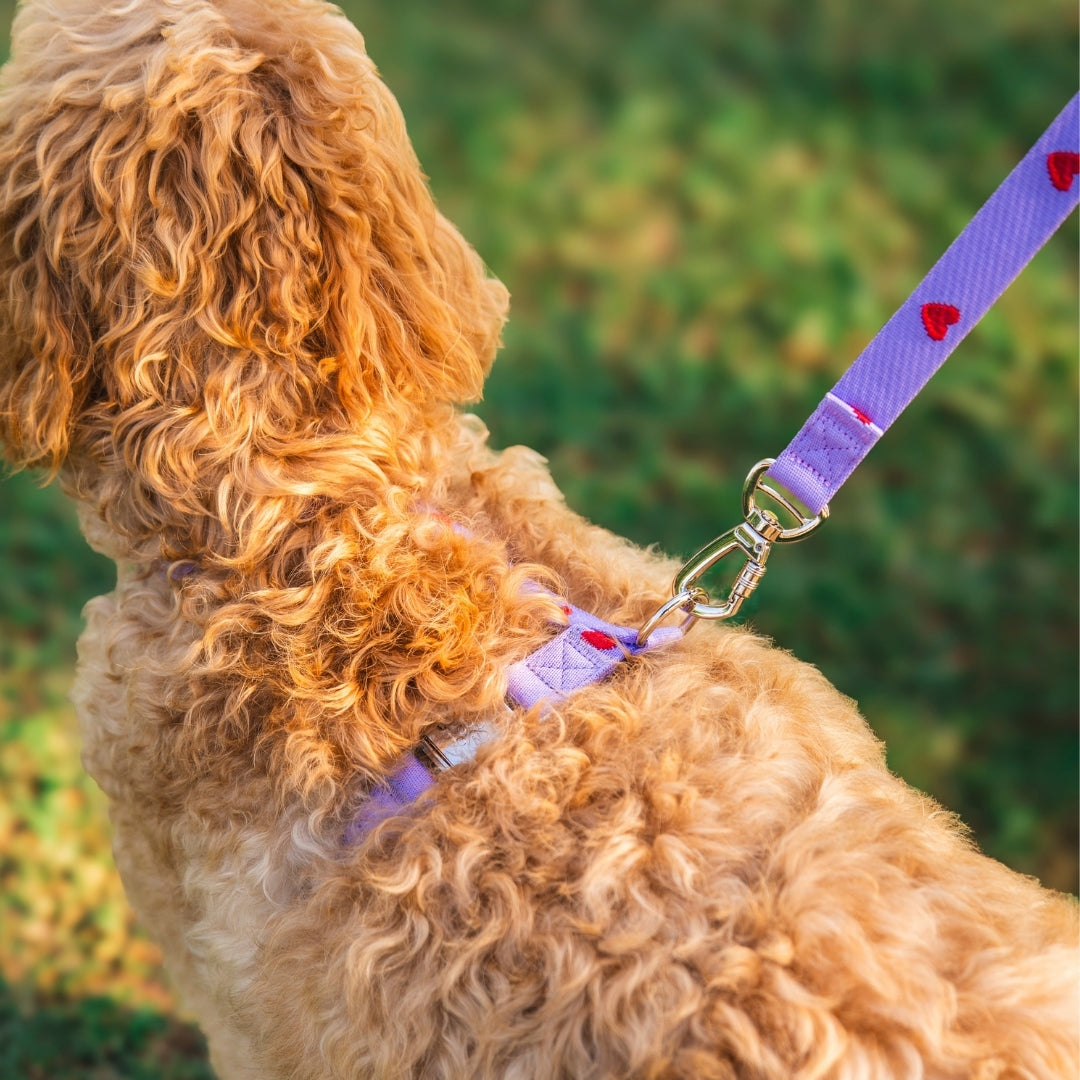 Hearts - Viola - Pettorina per Cani