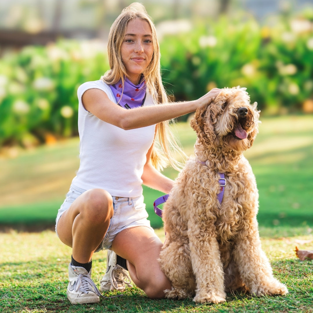 Hearts - Viola - Pettorina per Cani