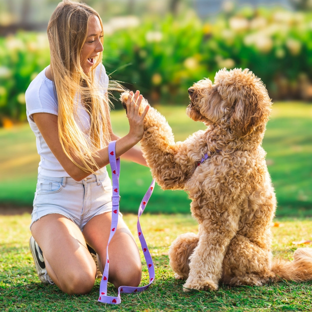 Hearts - Viola - Guinzaglio per Cani