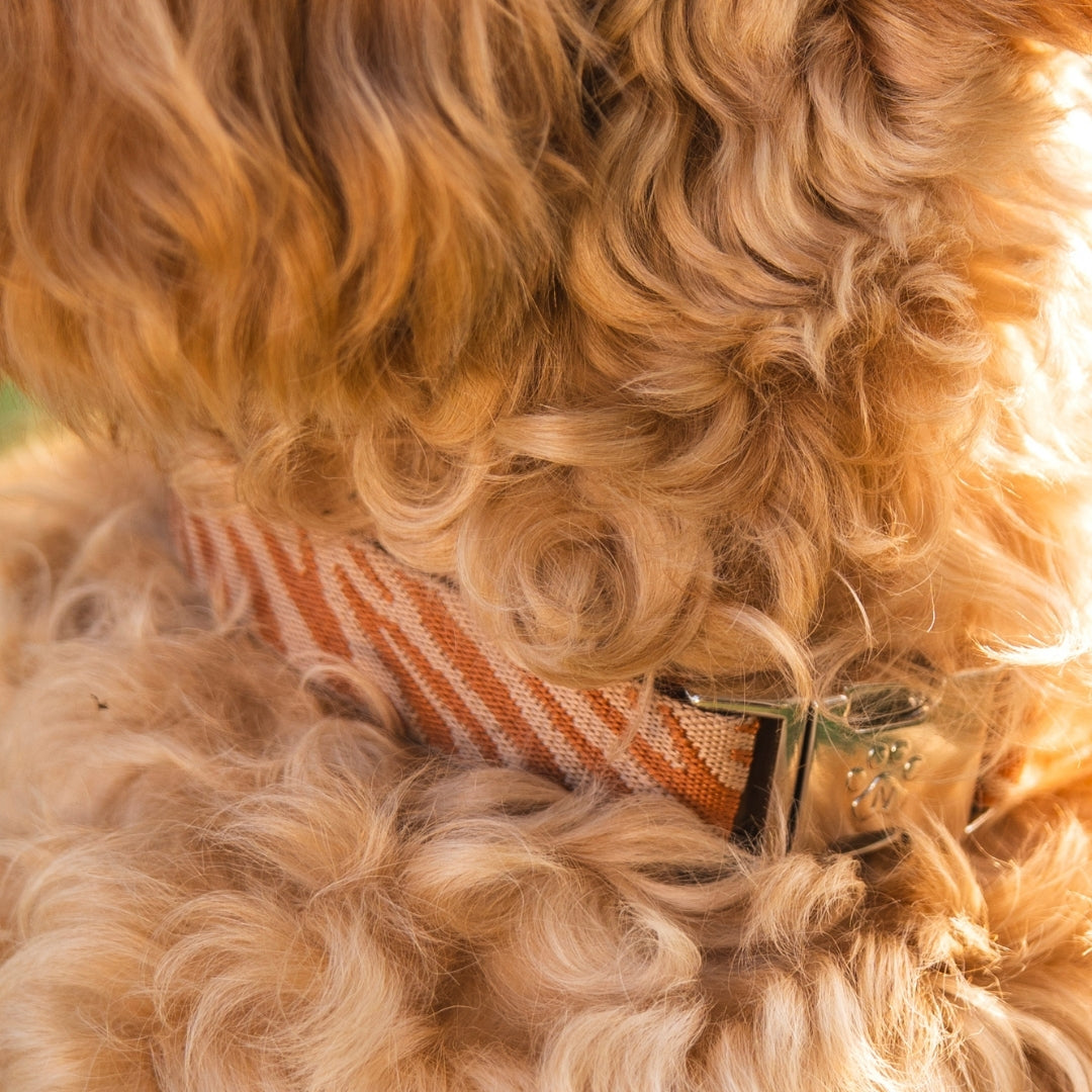 Zèbre - Collier pour chien