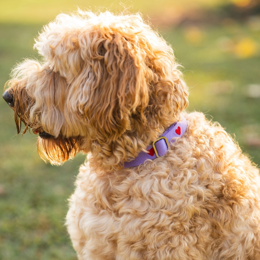 Hearts - Viola - Collare per Cani