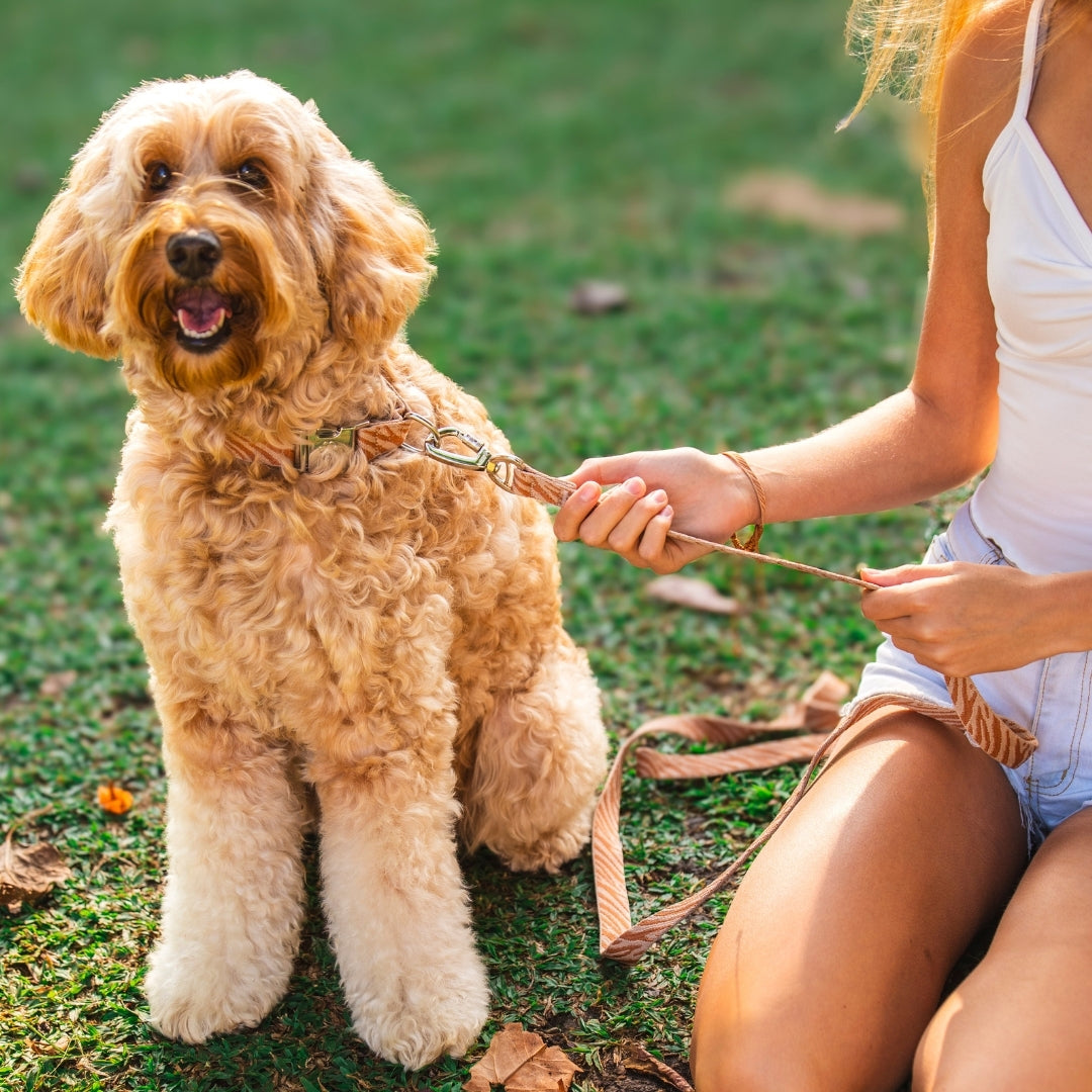 Zebra - Guinzaglio per Cani