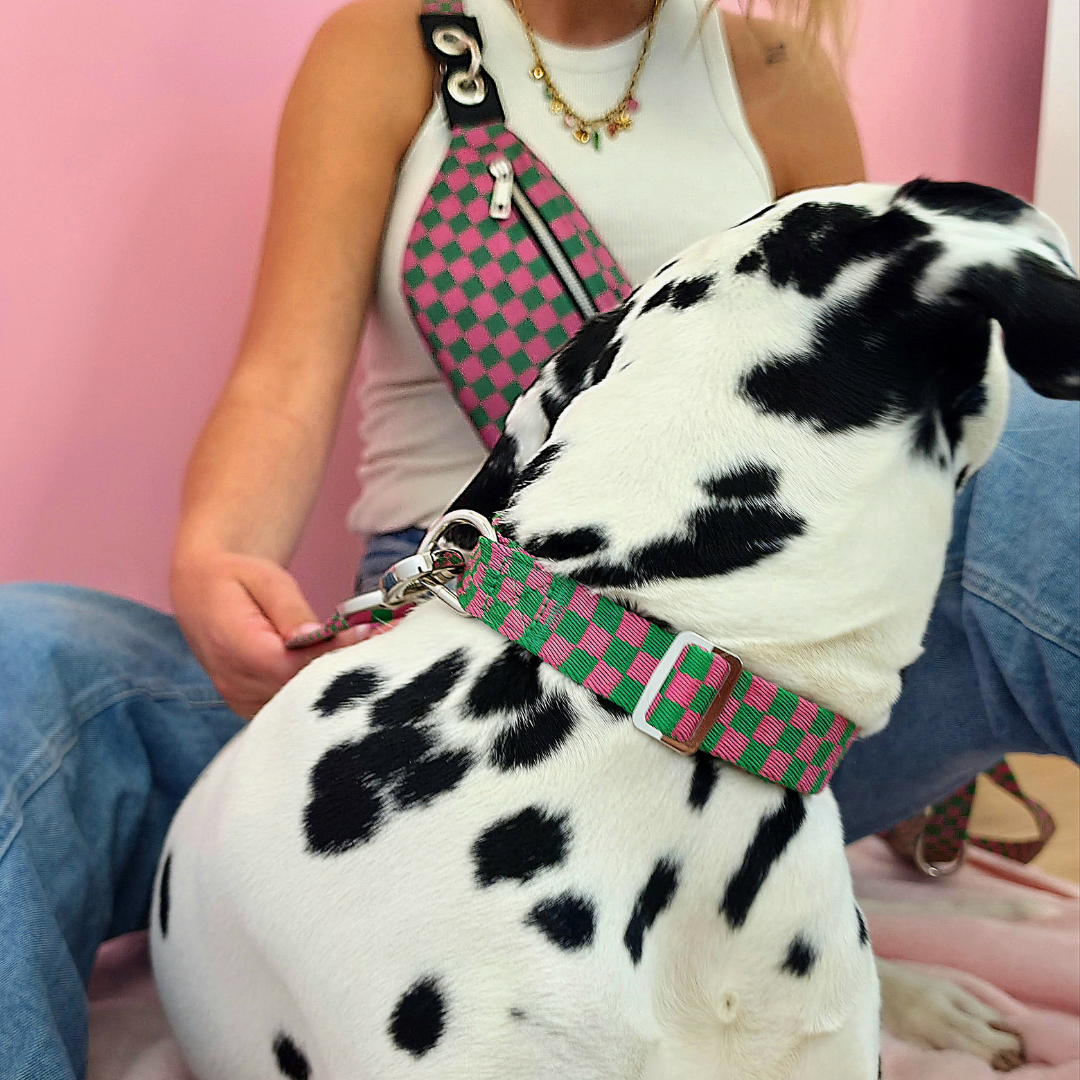 Candy Check - Dog Collar