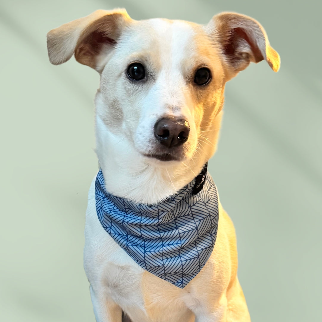 Denim - Blue - Matching Bandanas Set