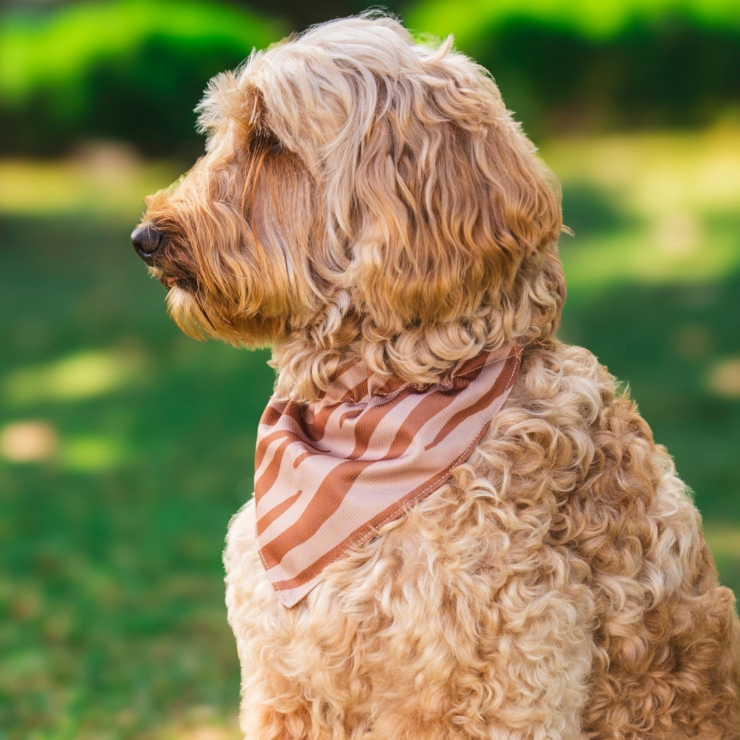 Zebra - Bandana Dog
