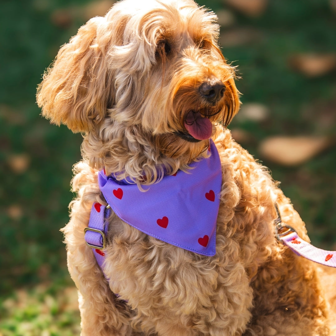 Hearts - Purple - Matching Bandanas Set