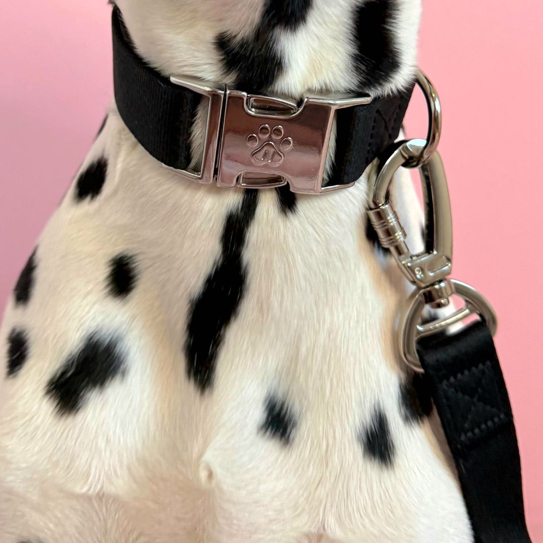 Solid - Black - Dog Collar