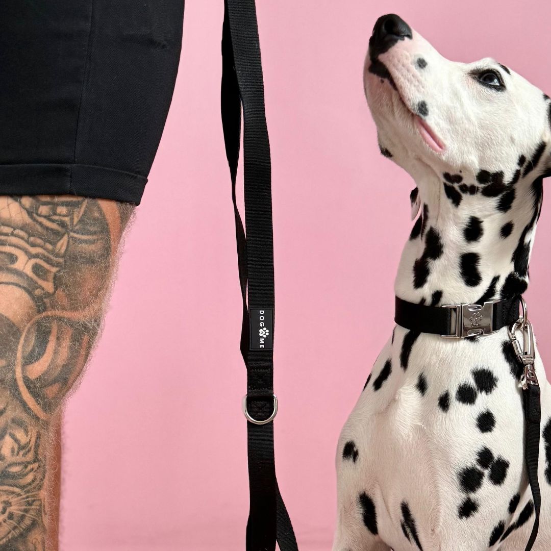 Solid - Black - Dog Collar