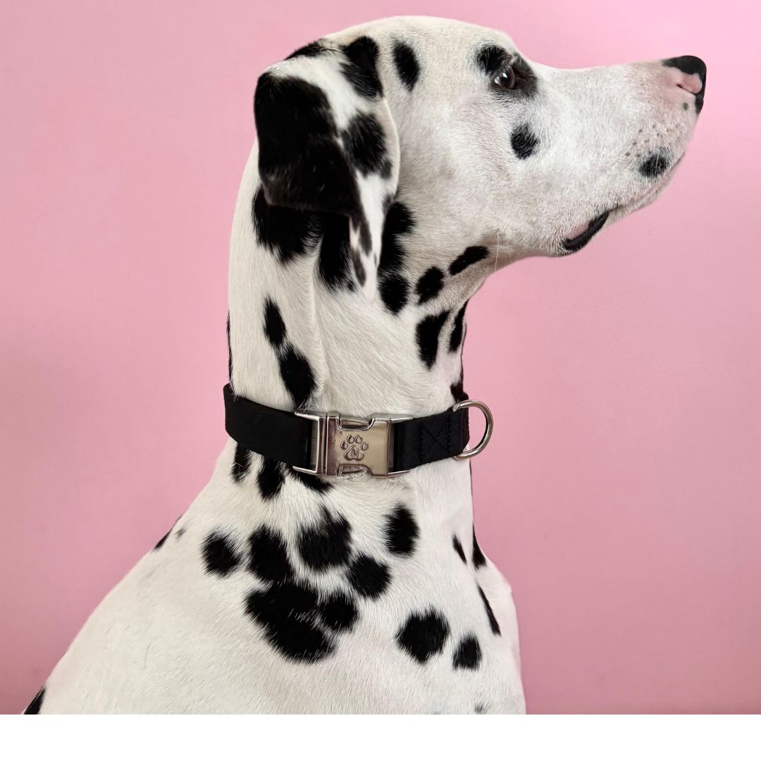 Solid - Black - Dog Collar