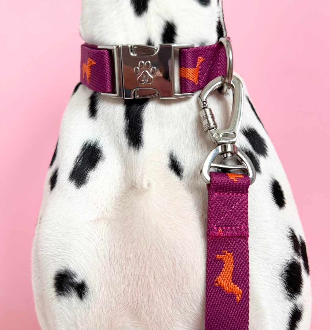 Dachshunds - Dog Collar