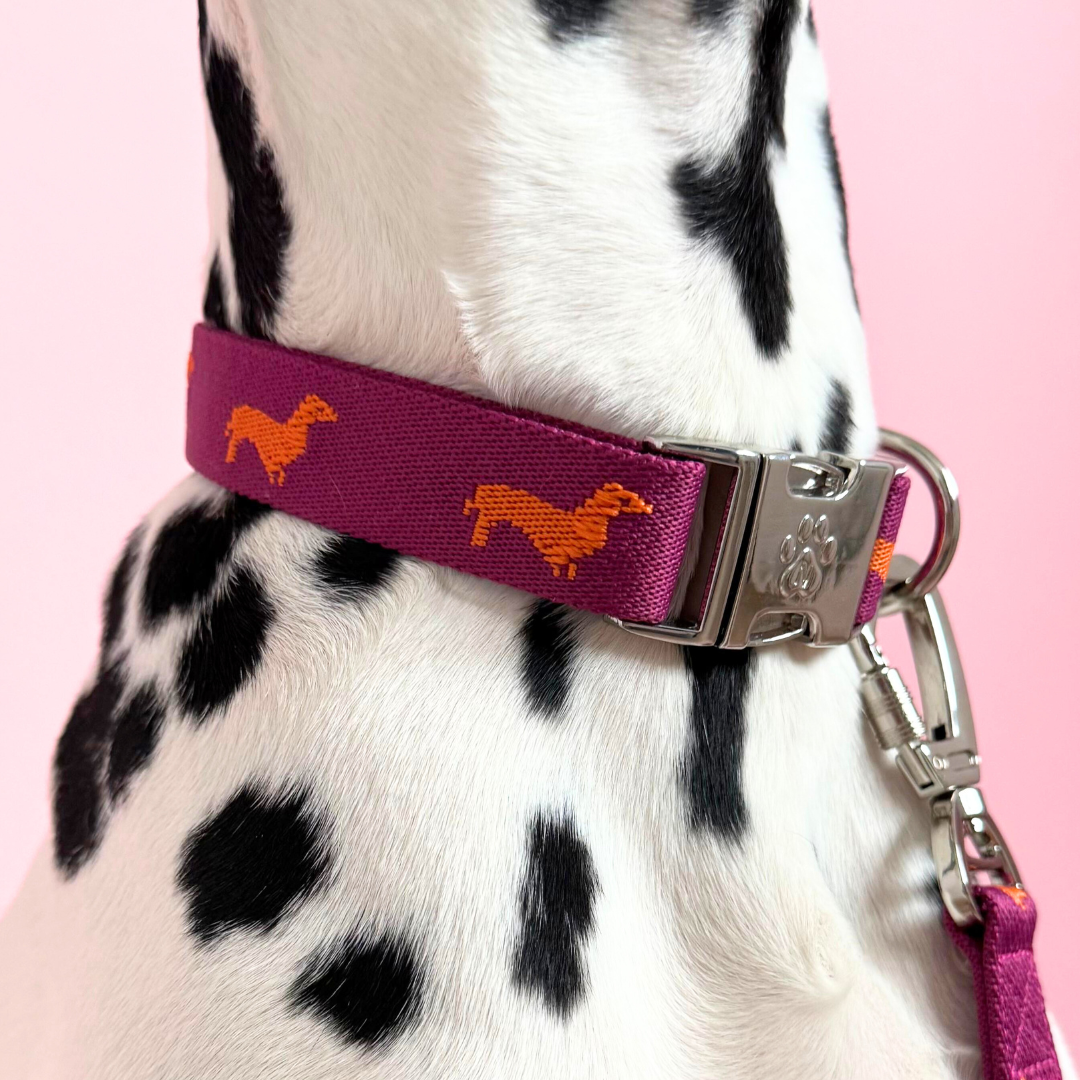 Dachshunds - Dog Collar
