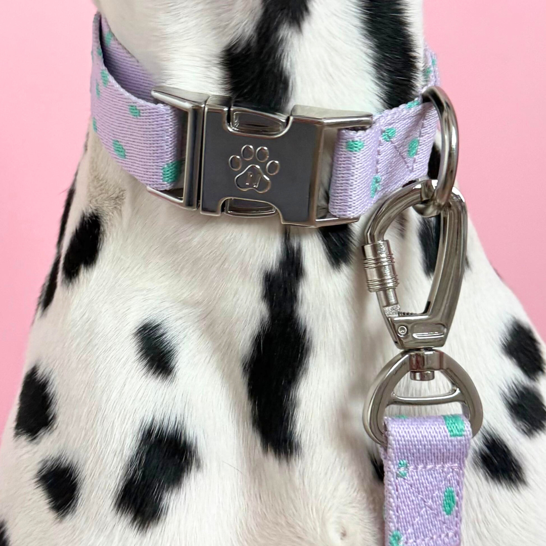 Solid - Black - Dog Collar