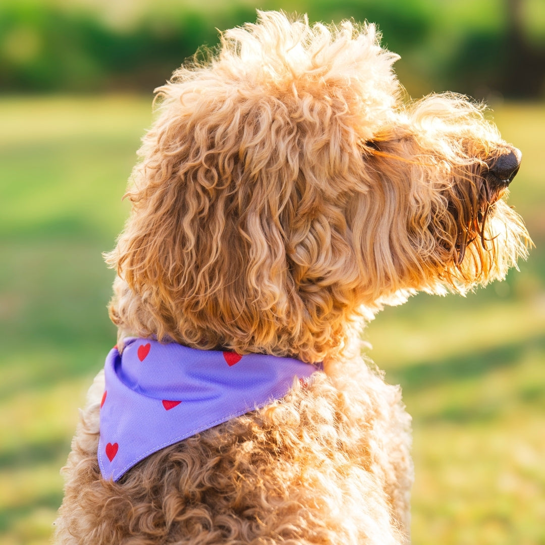 Hearts - Purple - Matching Bandanas Set