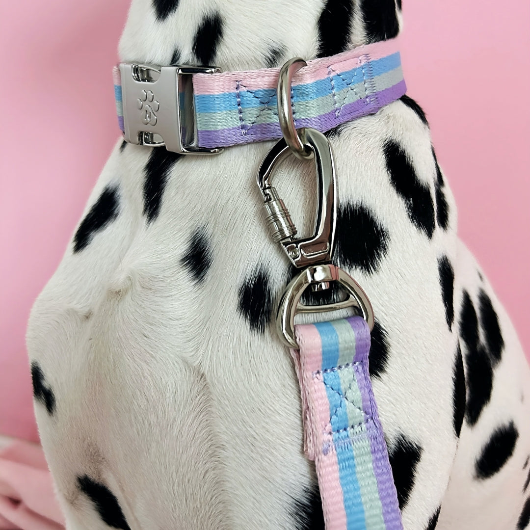 Rainbow - Dog Leash