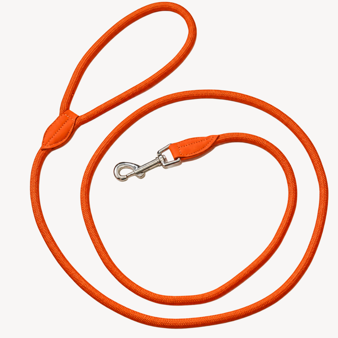Daily – Arancione – Guinzaglio per Cani
