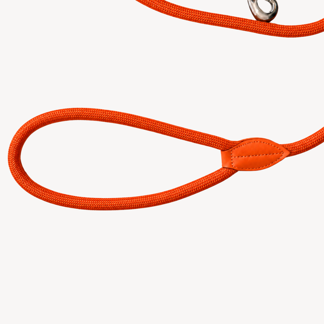 Daily – Arancione – Guinzaglio per Cani