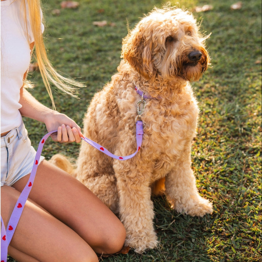 Hearts - Purple - Dog Leash