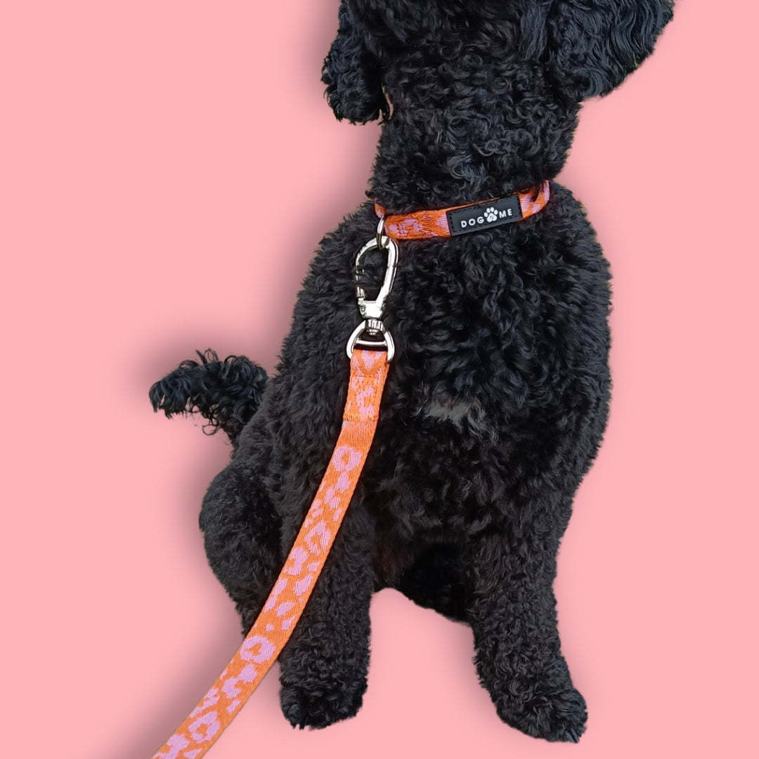 Panther - Orange/Pink - Dog Leash