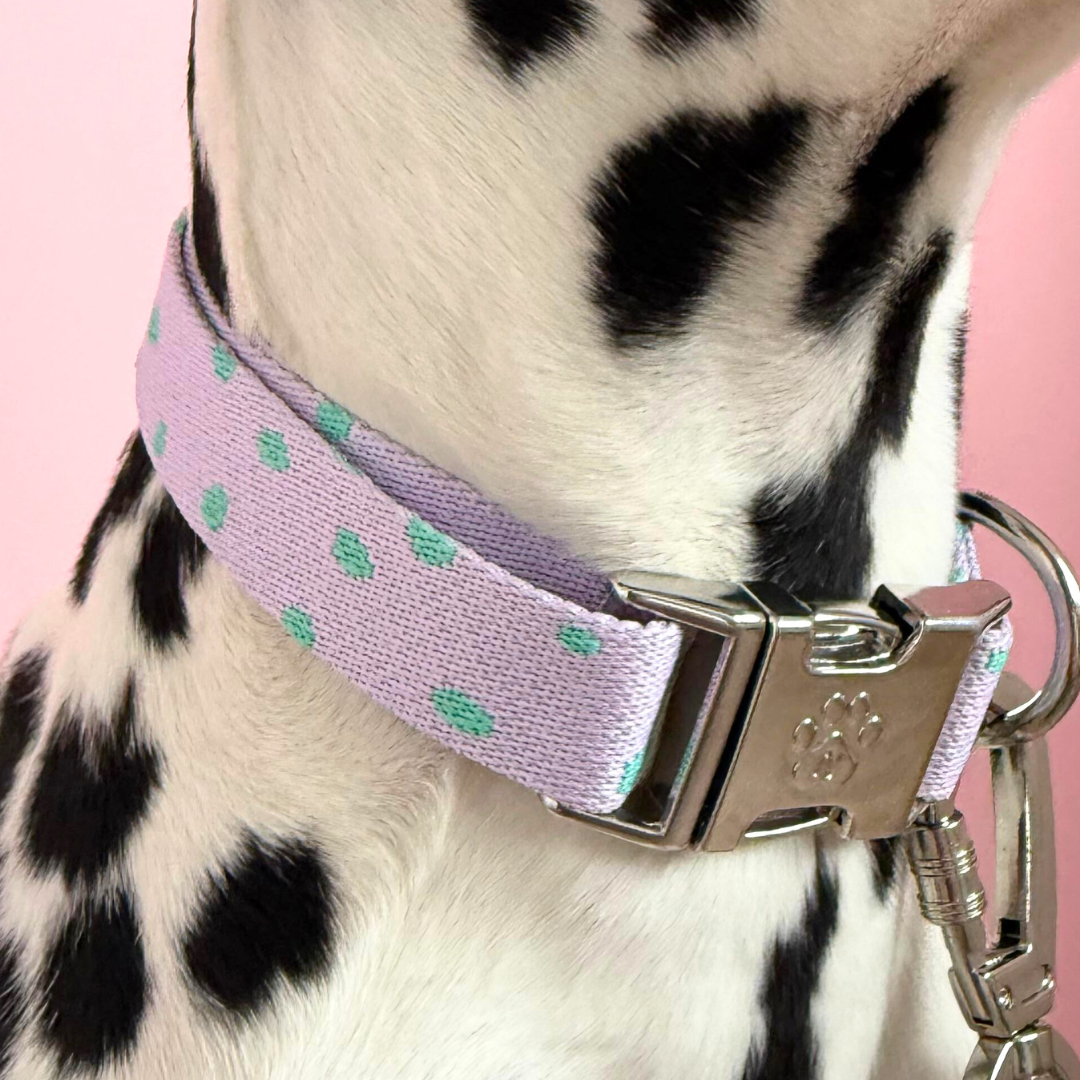 Polkadot - Collier pour chien