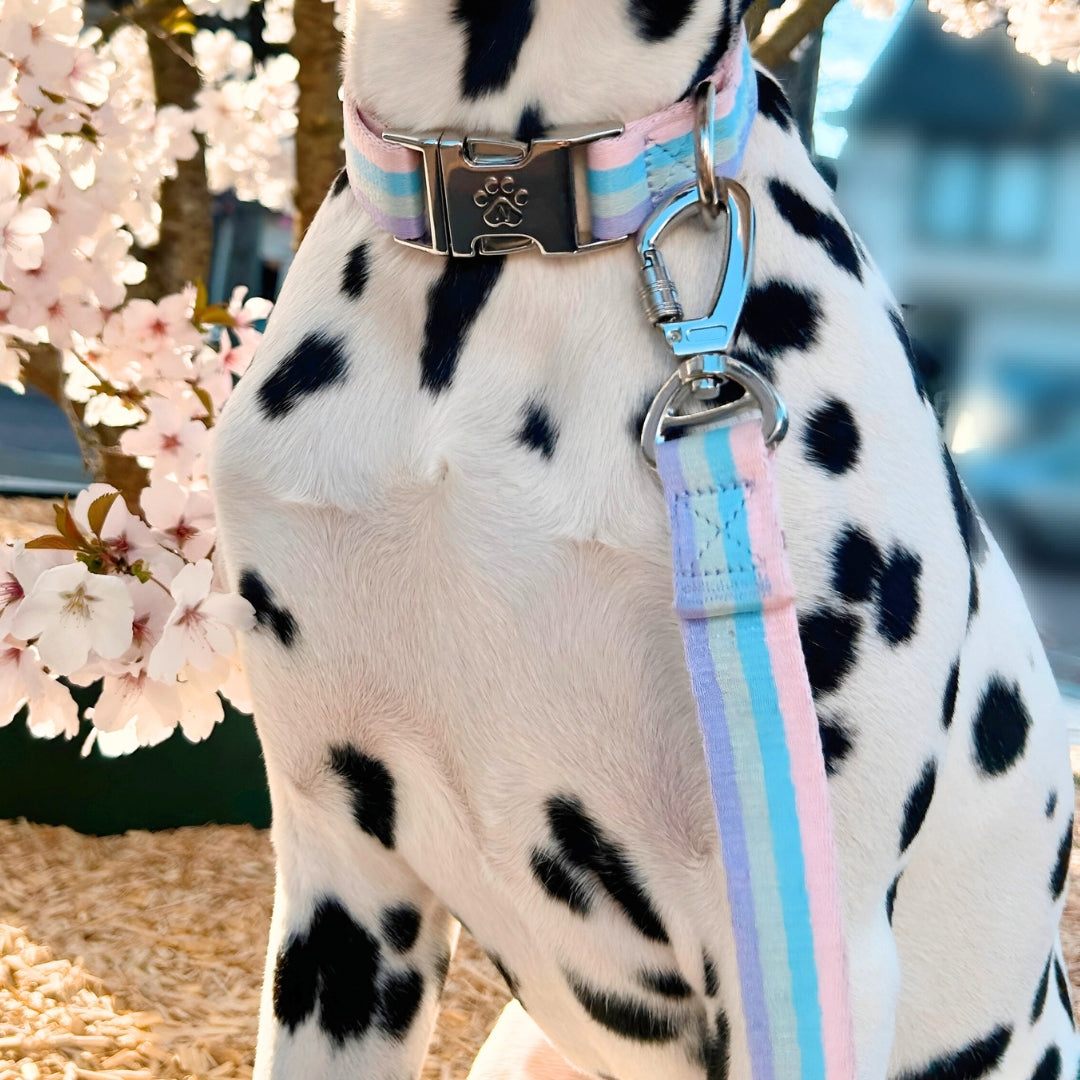 Rainbow - Dog Leash