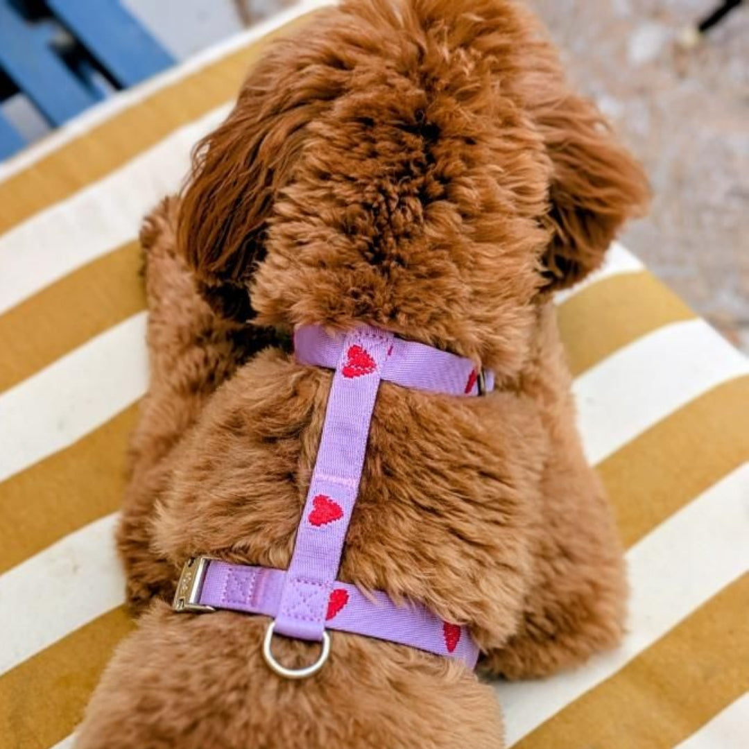Hearts - Purple - Dog Harness / Harness