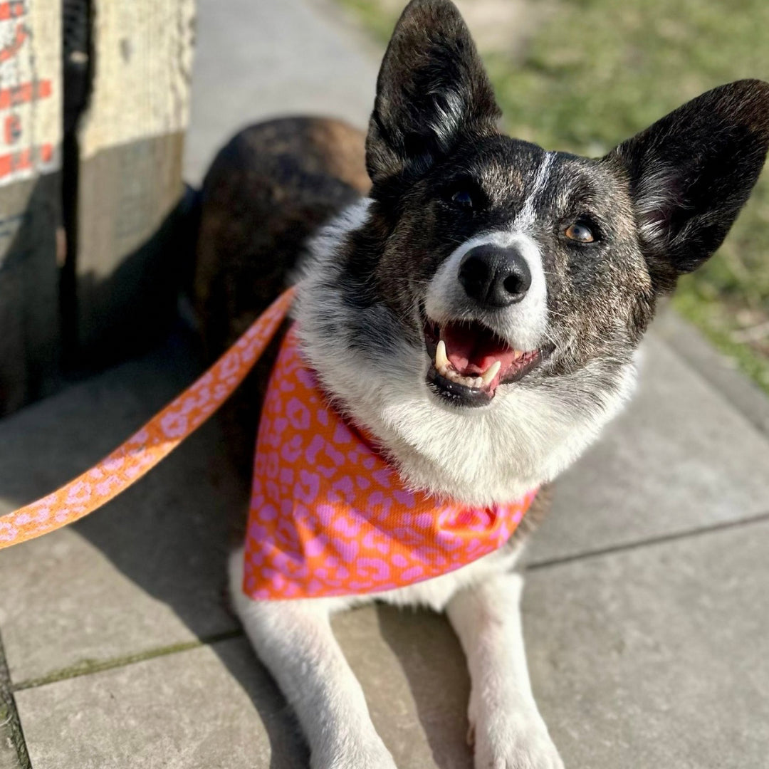 Panther - Orange/Pink - Matching Bandanas Set